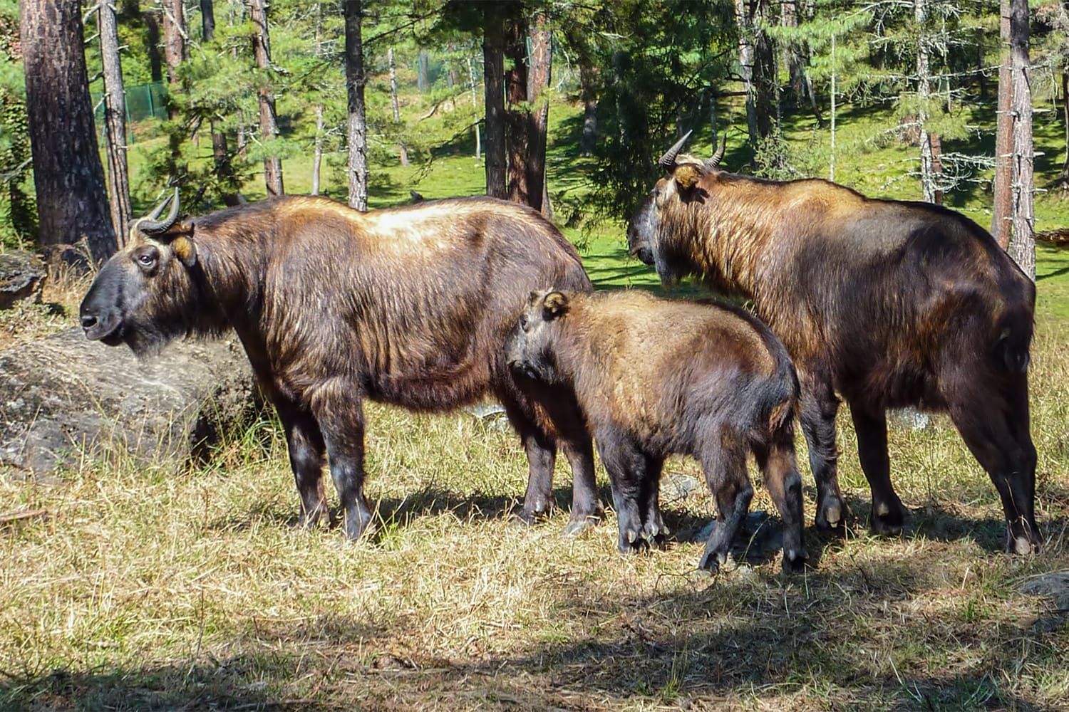 Takin - The National Animal of Bhutan